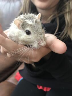 Min nya gerbil ingefära