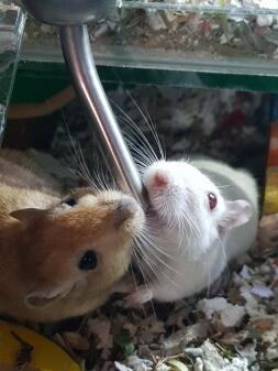 Dricka gerbils - Monroe och WU