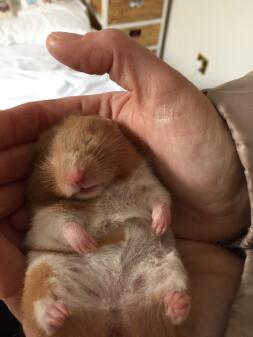 Sömnig hamster.
