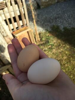 Två stora ägg i en kvinnas hand i en trädgård