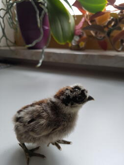 En liten fluffig grå och svart kyckling stod på en bänkskiva