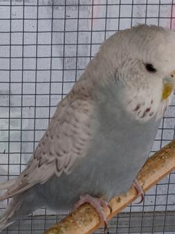 Hon hade ett ägg igår