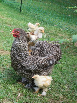 Kyckling och kycklingar