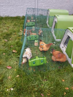 En uppsättning gröna Go kycklingkojor med en meters löpning