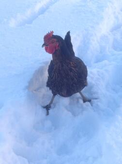 Hennes första snöfall