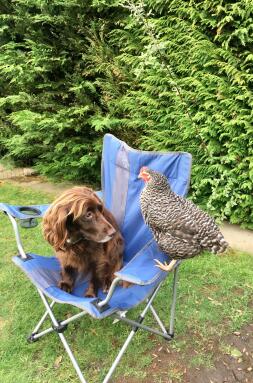 Libby Spaniel och Sybil the Speckledy