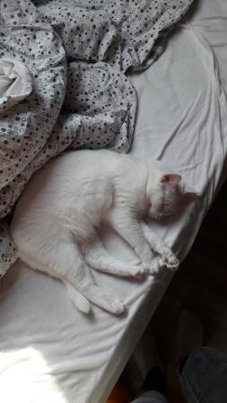Katt som sover på sängen