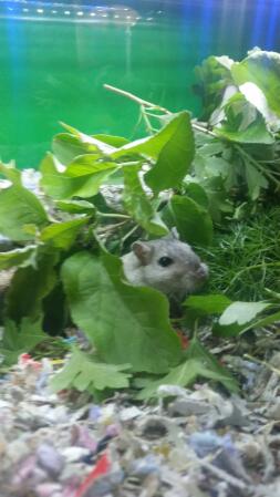 Gerbil äter naturligt foder