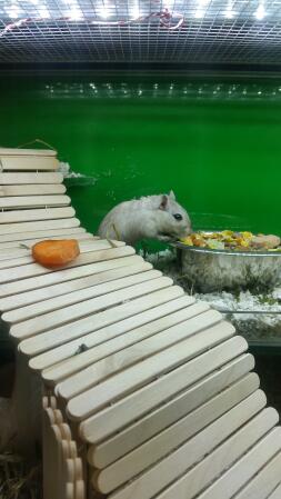 Gerbil tank