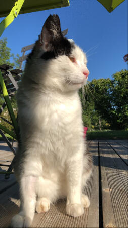 En katt som njuter av solen på terrassen.