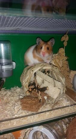 TortoisShell vit hamster