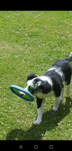 En svartvit hund med en leksak i munnen som går genom en trädgård