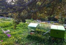 Omlet grönt Eglu Cube stort hönshus och springgård i trädgården