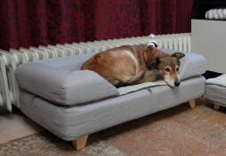 Hund som sover på Omlet Topology hundbädd med grått bolster