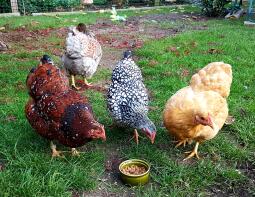 Kycklingar som äter mat från marken