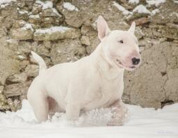 En vit bullterrier som går igenom Snow