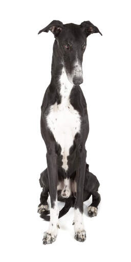 En härlig ung vuxen greyhound som sitter mycket snyggt.