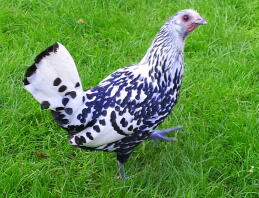 Silver Spangled Hamburg Pullet