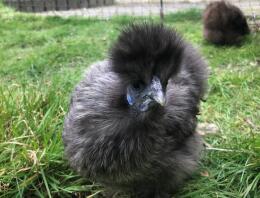 Lunar - min silverpatron miniatyr Silkie