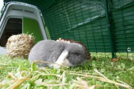 En liten gråvit kanin som njuter av lite gräs i sin inhägnad.