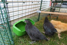 Kyckling som dricker inne och Omlet hönsgård