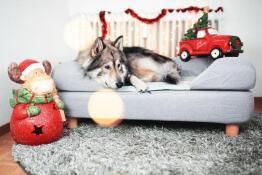 Hund som ligger på Omlet Topology hundbädd med bolster och runda träfötter