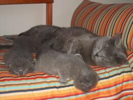 En grå kattmamma med tre kattungar som sover på en randig säng
