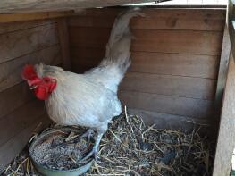 En stor Lavender Araucana Cockerel. Vacker fågel!