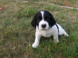 Engelsk Springer Spaniel valp