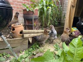 3 svartguld Araucana-pullets med en ung Maran