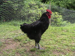 13 veckor gammal Australorp Cockeriel