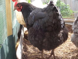 Pannkaka Australorp