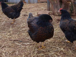 Hannah, Sarah och Blossom the Barnevelders