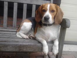Beagle hund satt på en bänk
