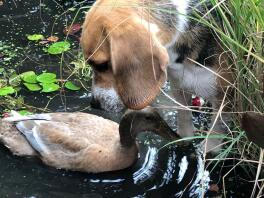 En brun vit och svart beagle som tittar på en anka i en damm