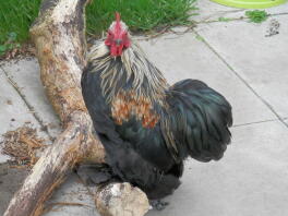 Fyra månader gammal Ziggy Starduct Silver Pekin Booted Bantam