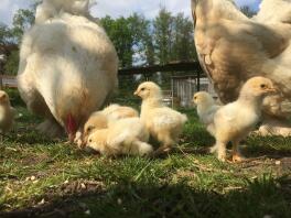 Två stora höns och många små gula kycklingar stod i en trädgård