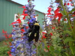 Humla på Salvia