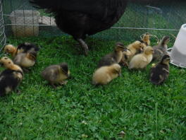 Broody med ankungungar