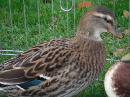 Gräsand Call Duck