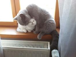 En stor grå kattmamma och en liten vit kattunge som myser på en fönsterbräda