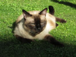 Katt som ligger i solen i trädgården