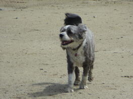 Happy Bo älskar stranden