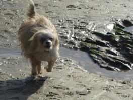 Ollie springer på stranden