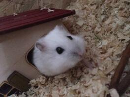 En liten vit hamster kliver ut ur ett gömställe som är format som ett hus