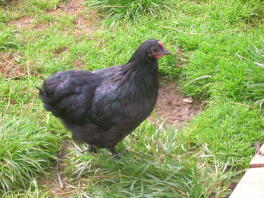 Black Crod Langshan Bantam Pullet