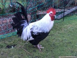 26 veckor gammal cockerel