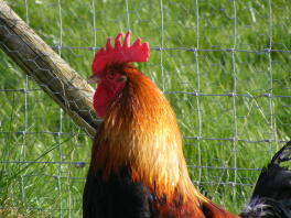 Närbild Cockerel