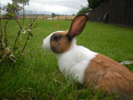 En vit och brun holländsk kanin på en gräsmatta