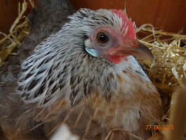 broody holländska bantam höna